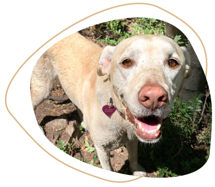 a dog