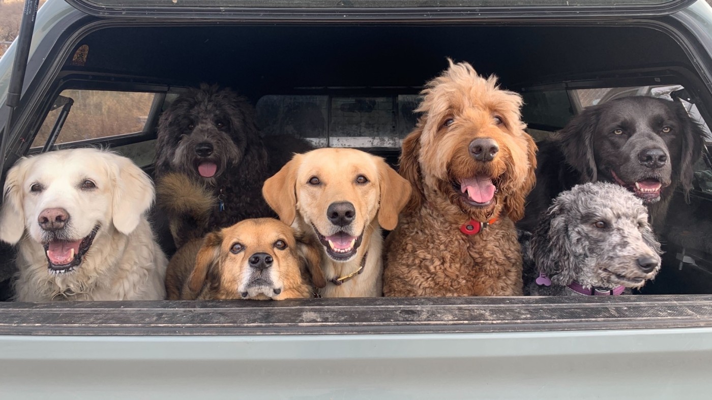 Group of happy dogs in truck ready to hike