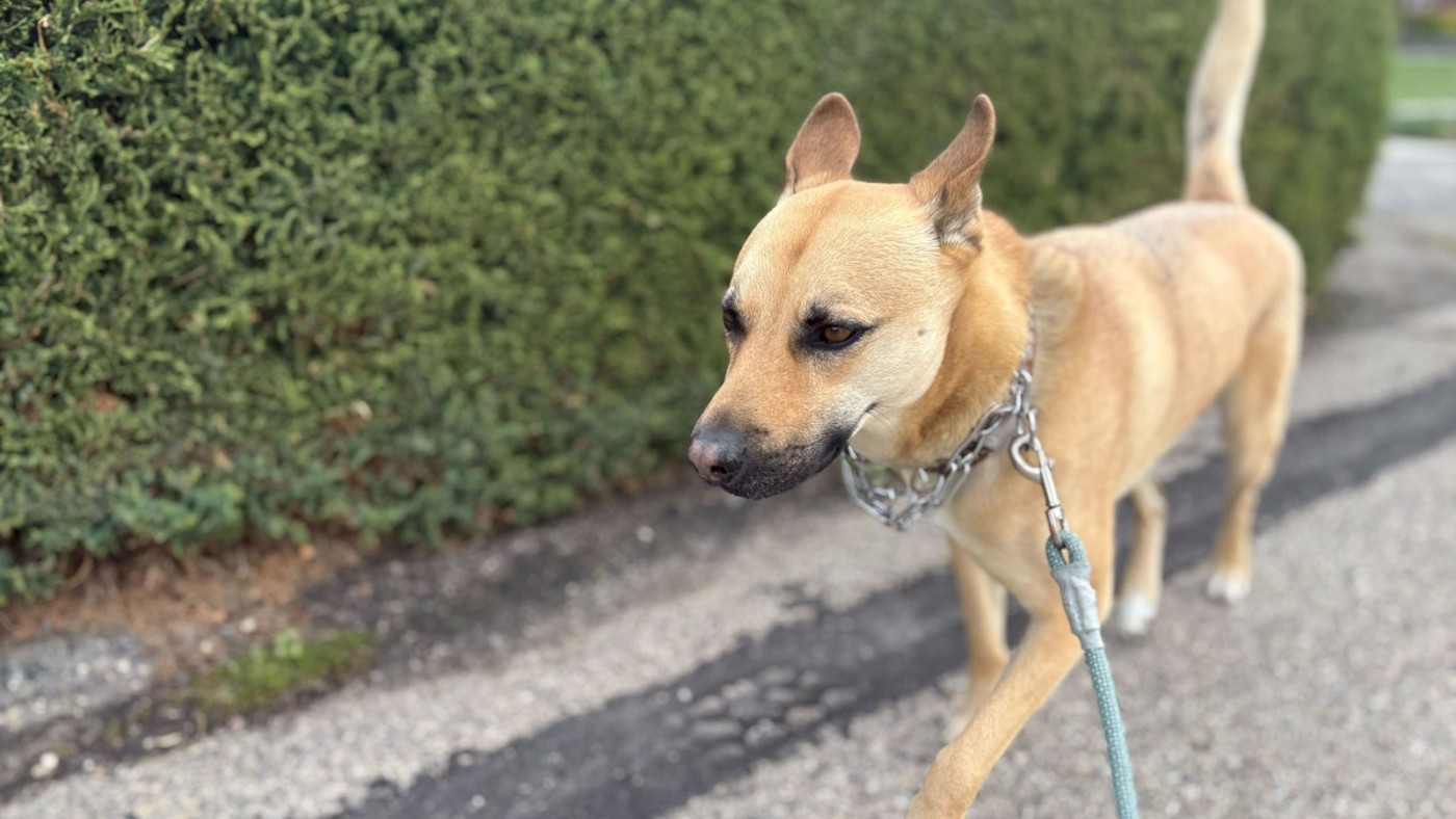 Dog on a walk