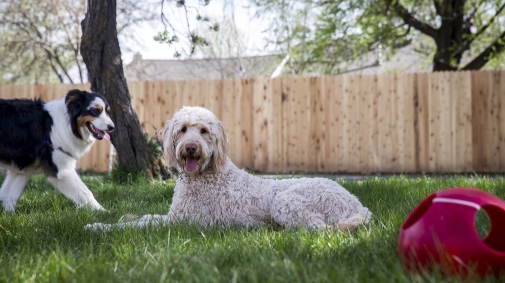 Dogs playing at Aarf House