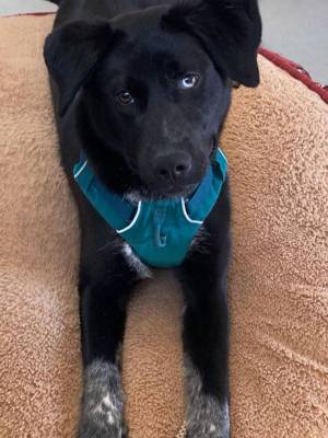 black foster dog