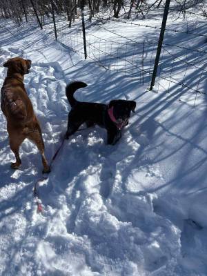foster dogs in snow