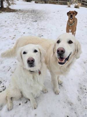 Two happy dogs on a hike in the snow