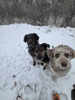 Three dogs on a hike in the snow