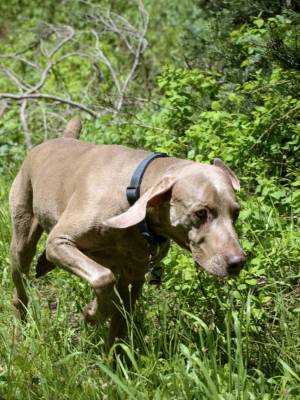 A dog exploring on a hike