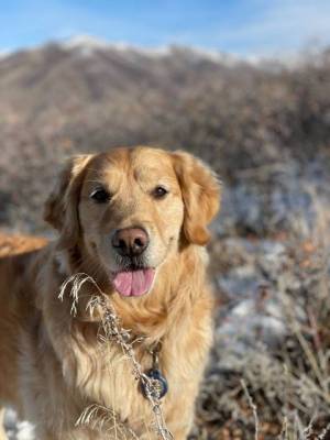 A happy dog on a hike
