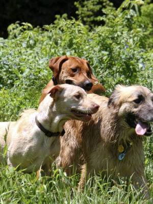 Three dogs on a hike 