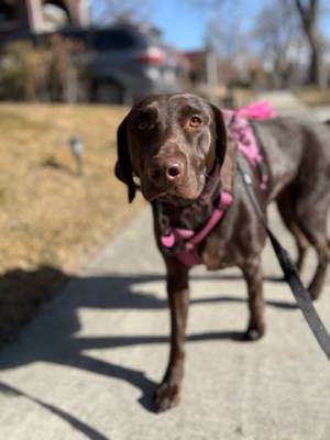 Brown lab on a walk