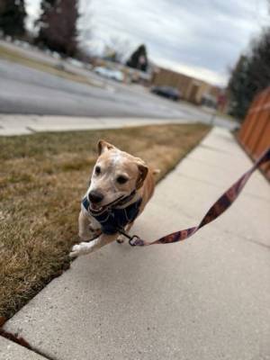 Dog running