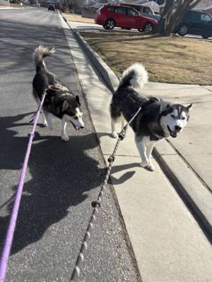 Two huskies on a walk