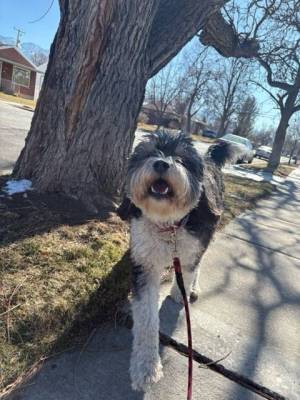 Dog on a walk