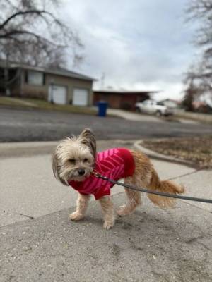 Dog on a walk in a sweater